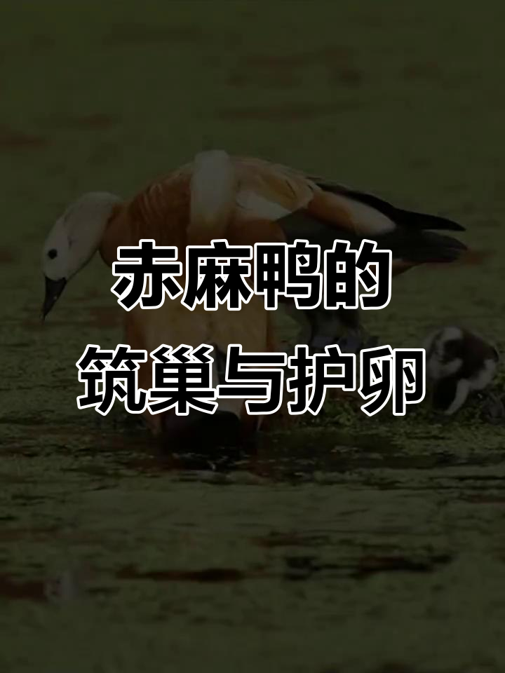 赤麻鸭巢穴揭秘:荒漠胡杨树洞中的育雏故事