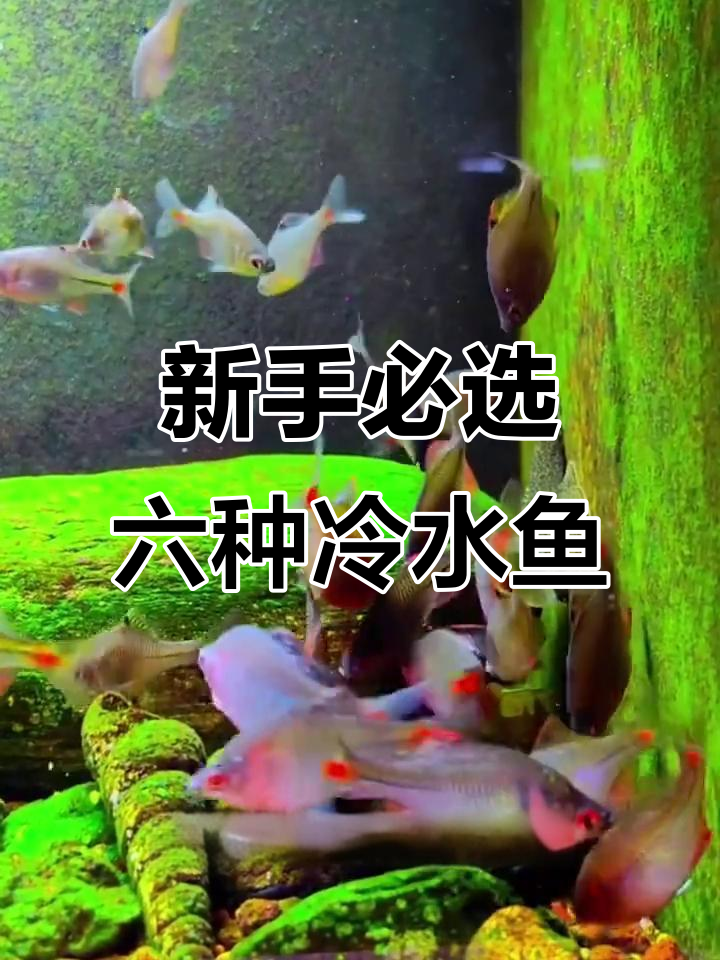 适合新手养的冷水鱼,无需加热过滤轻松养