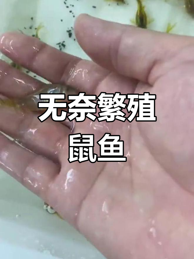 生活所迫,繁殖不喜欢的鼠鱼