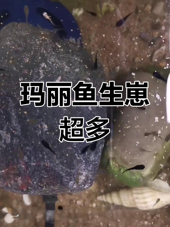 玛丽鱼繁殖力惊人,一窝130条小鱼