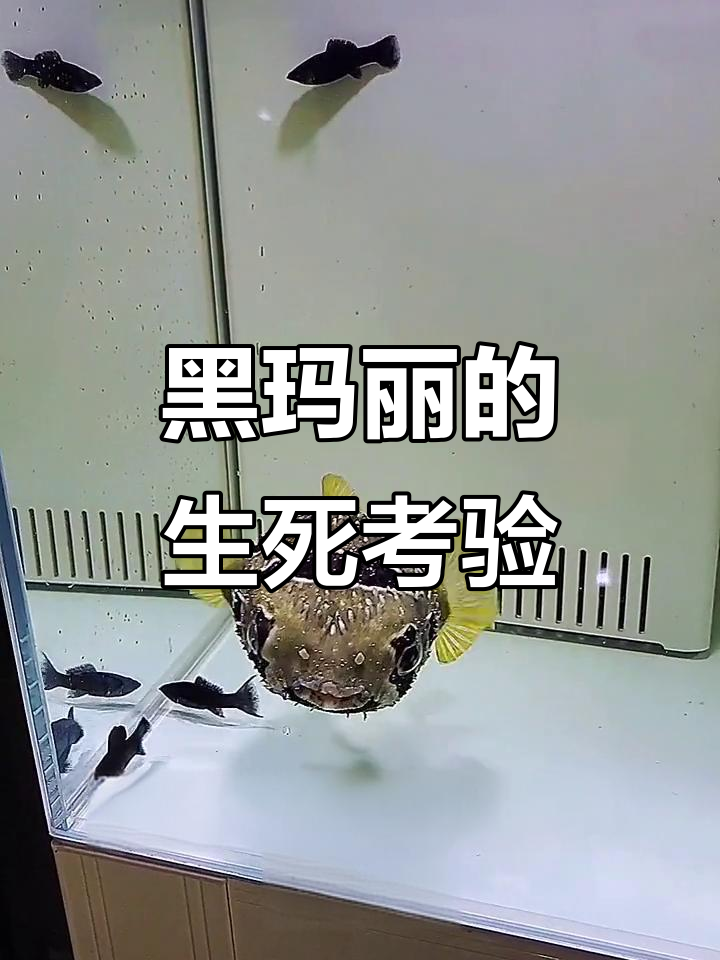 黑玛丽能活海水缸?狮子鱼和小刺猬试吃测试