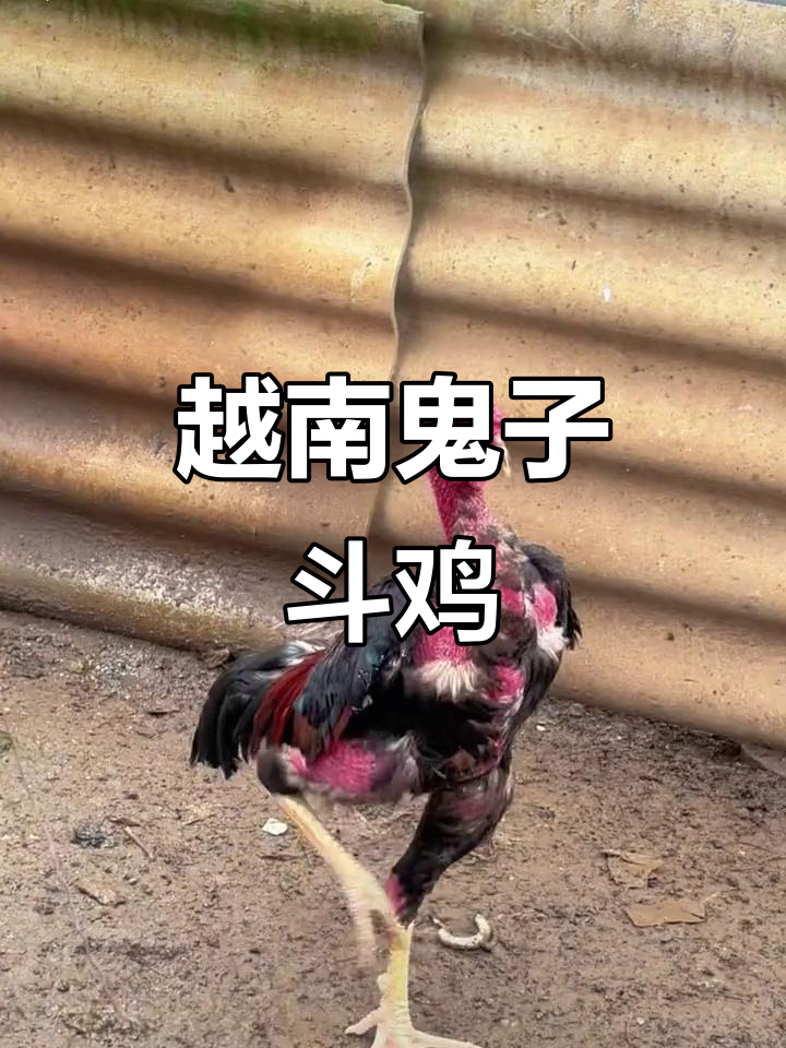 越南斗鸡文化大揭秘,独麟排拐的独特魅力