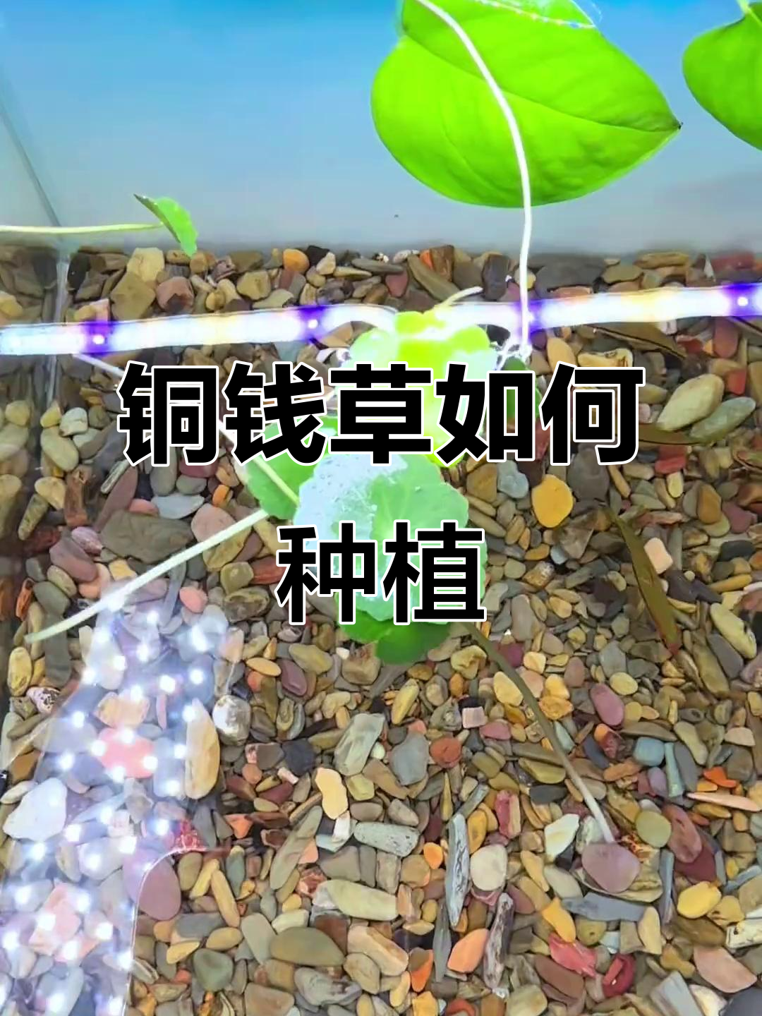 铜钱草种在鱼缸里,简单步骤教你搞定