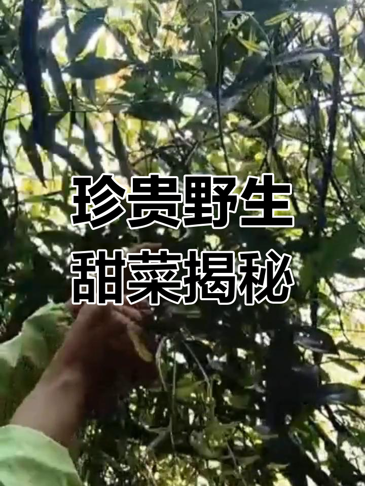 云南云岭山区珍稀甜菜,峭壁悬崖上的美味宝藏