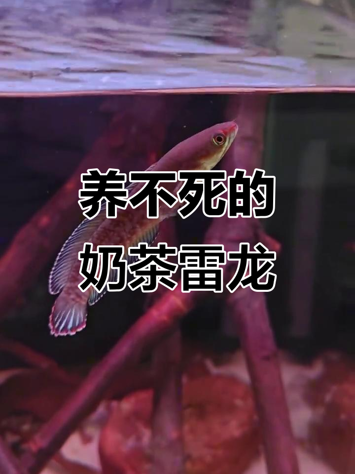 奶茶雷龙:几乎养不死的神奇鱼类,水质要求极低