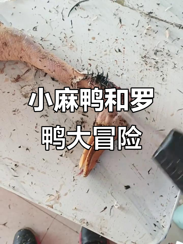 五只小麻鸭与三只罗鸭的欢乐之旅
