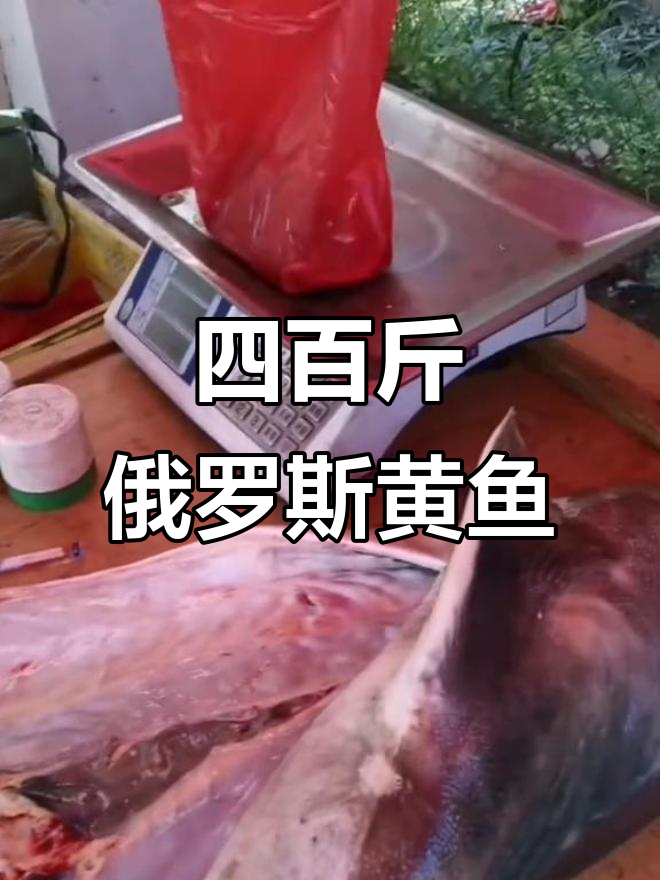 俄罗斯大鳇鱼,四百多斤重!黑龙江早市上的美味奇观