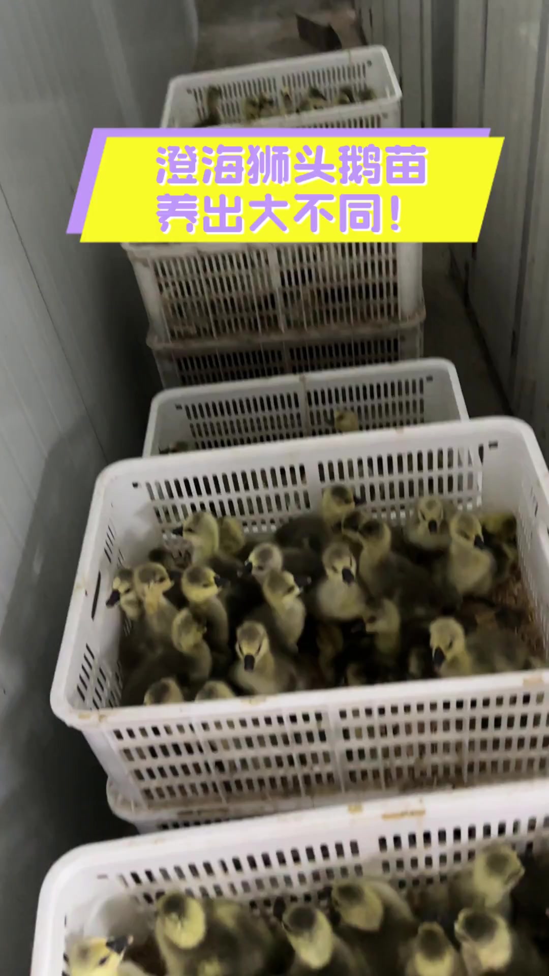 澄海狮头鹅苗,养出大不同!