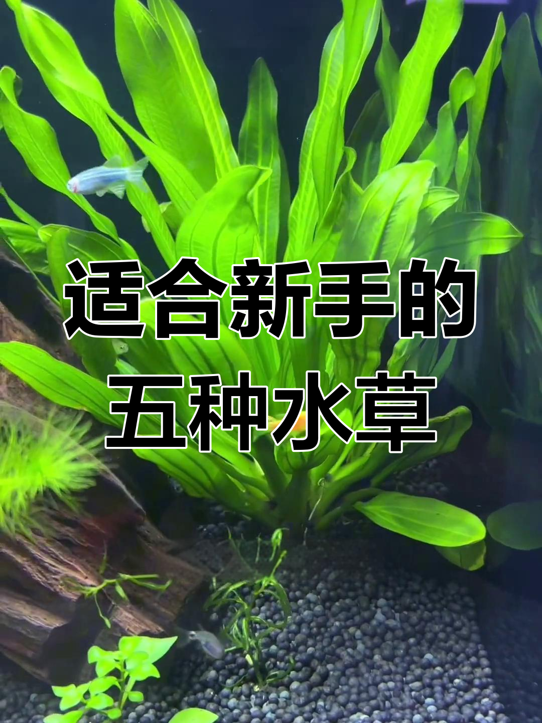 新手必选5种易养水草,轻松打造鱼缸生态