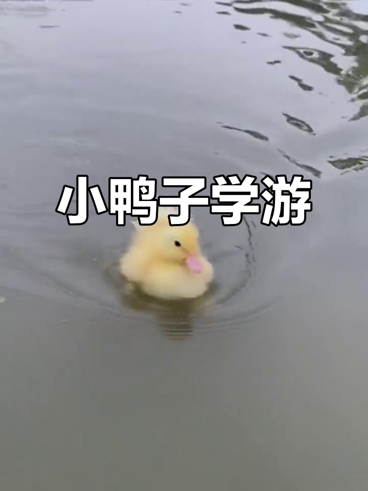 小黄鸭首次游泳,萌态十足!