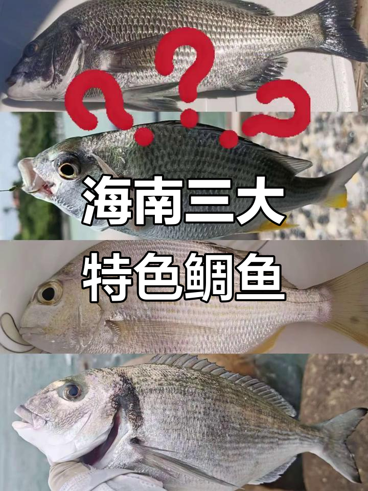 海南鲷鱼大揭秘:三种常见雕刻鱼类介绍
