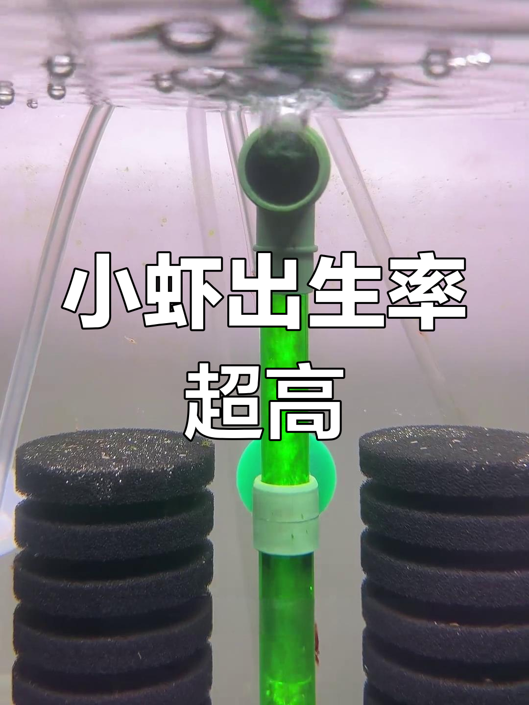 极火虾繁殖全纪录:小虾成长与喂养技巧