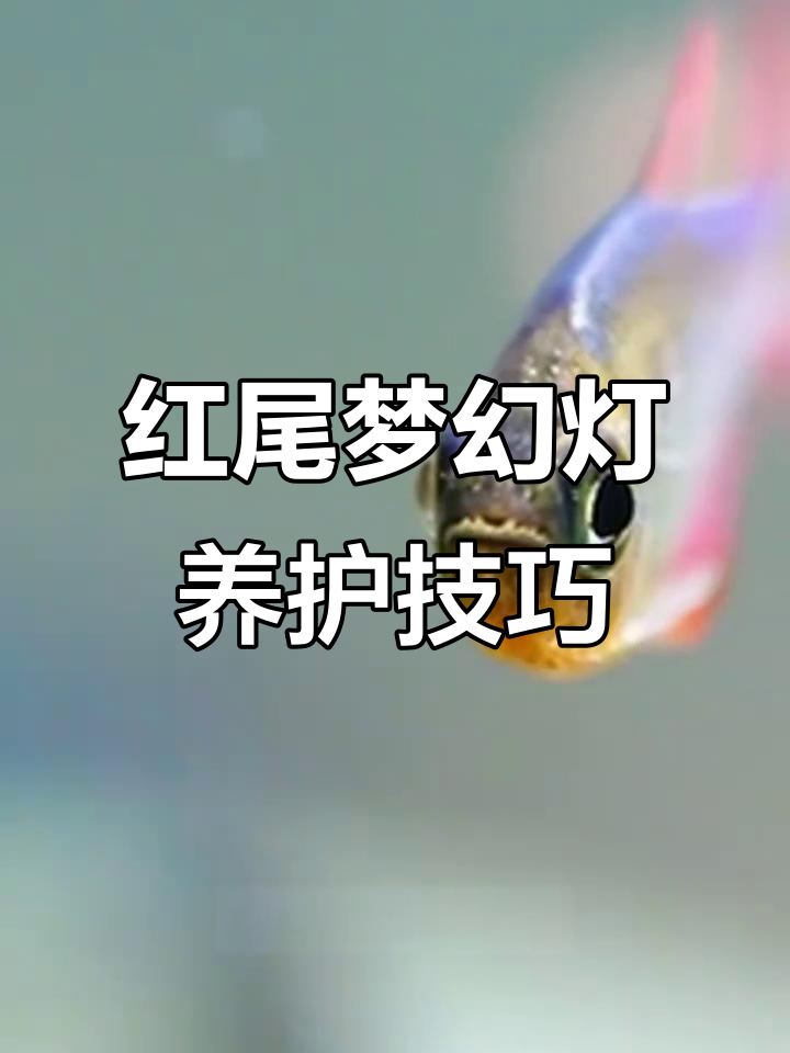 哥伦比亚灯:从深灰到红尾梦幻,如何饲养才能让它更健康