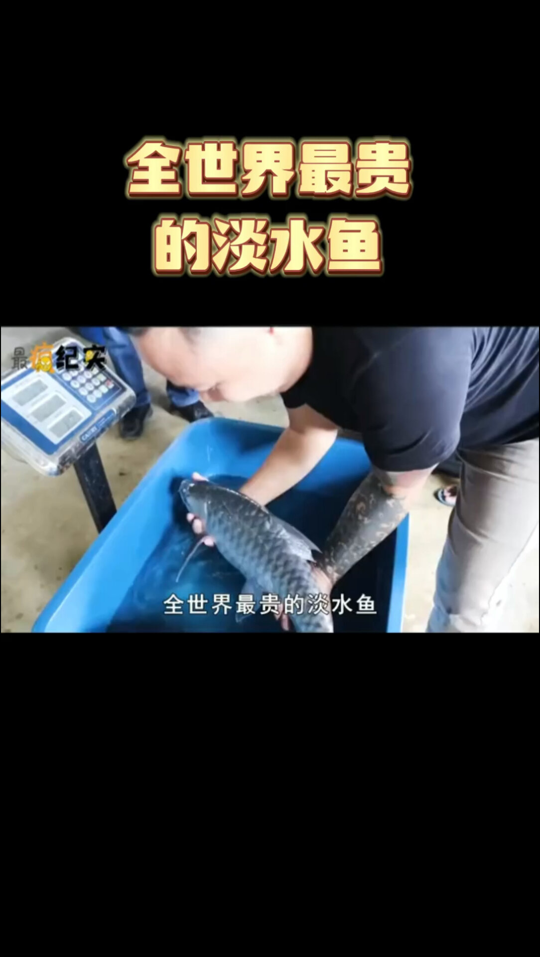 马来西亚忘不了鱼,忘不了鱼