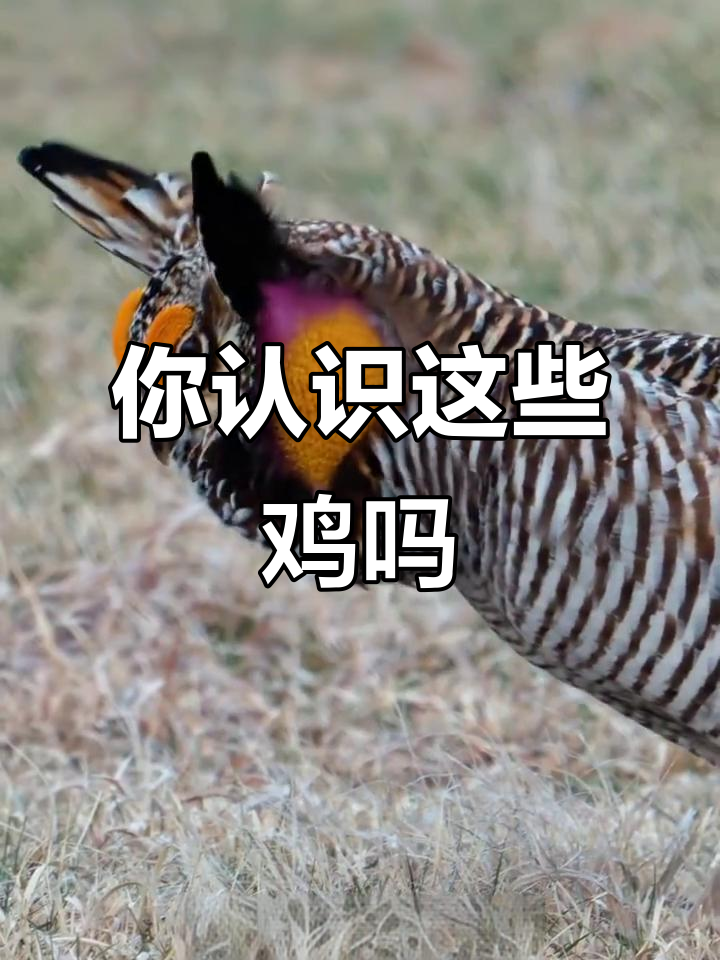 18种鸡大揭秘，你了解几种？