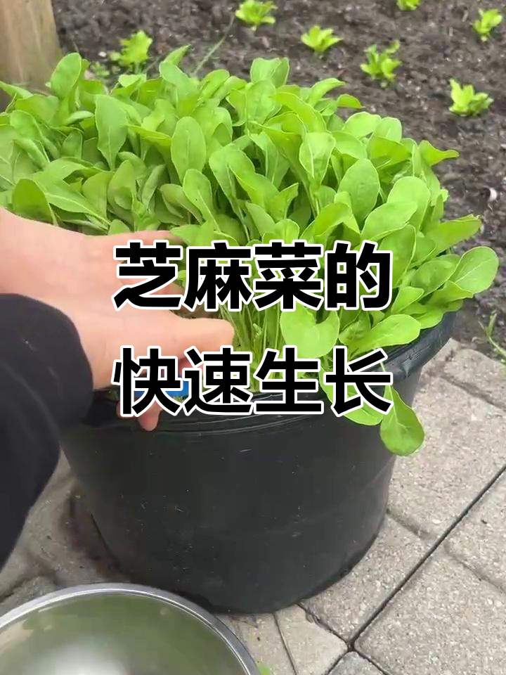 芝麻菜在东北的独特美味，四月播种五月收获