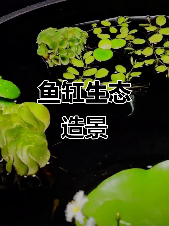 水草、浮萍造景,金鱼缸里生机勃勃