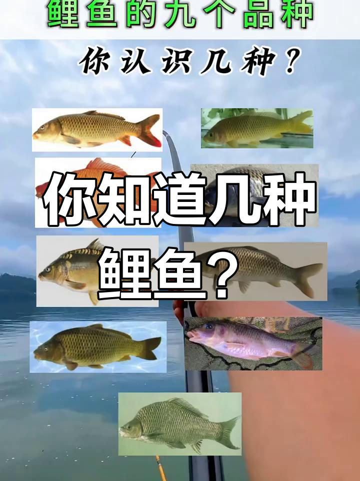 九种鲤鱼品种大揭秘,两种已成濒危物种