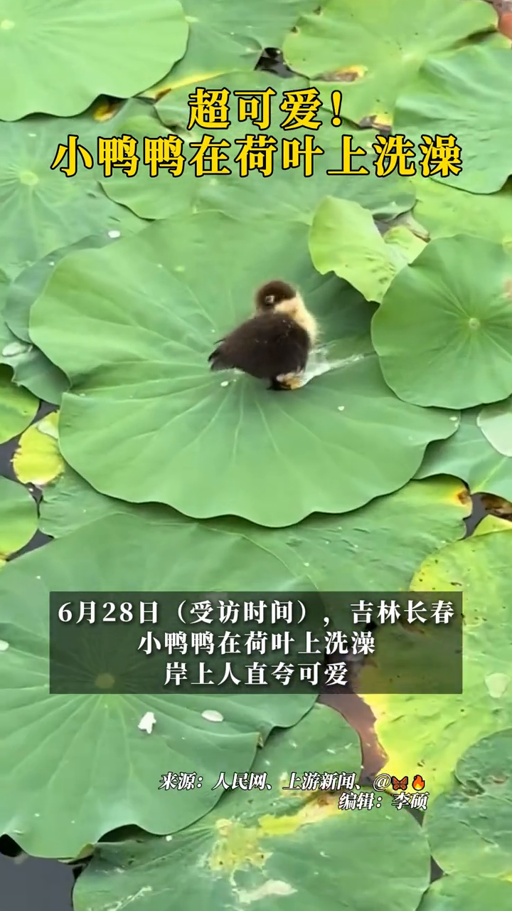 超可爱!小鸭鸭在荷叶上洗澡