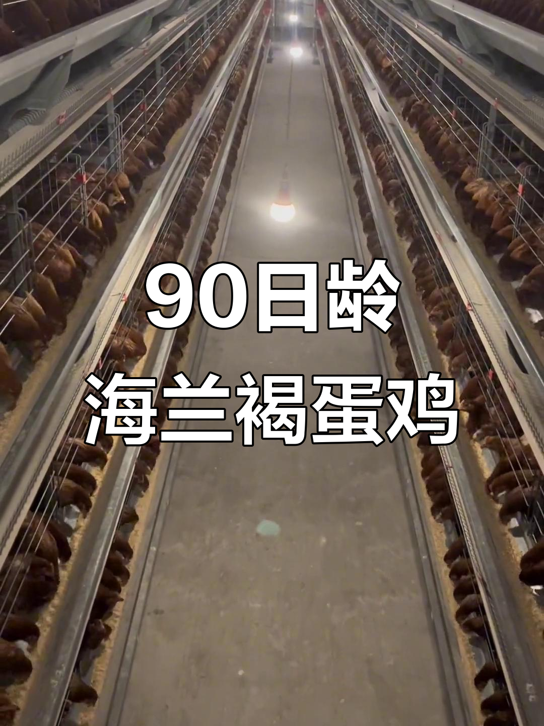 海兰褐蛋鸡九十日龄,离产蛋只有一个月了