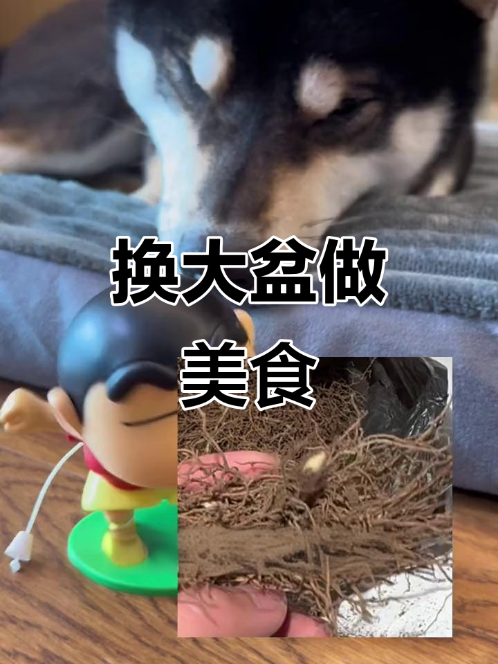 发现盆子太小,赶紧换个大的!做巴斯克蛋糕和柠檬茶的日常