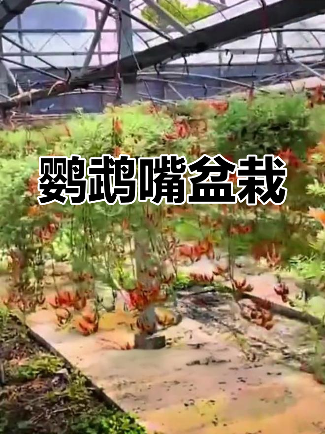 奇特绿植鹦鹉嘴章鱼花,室内阳台必备