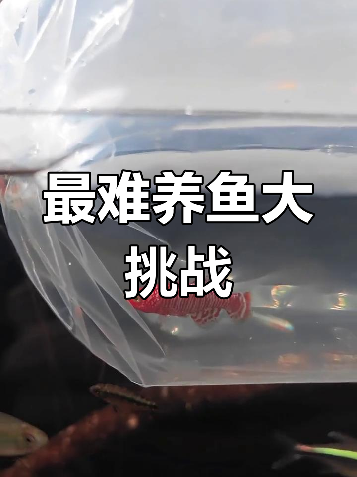挑战最难养的鱼,漂亮宝贝鳉鱼的养殖之路