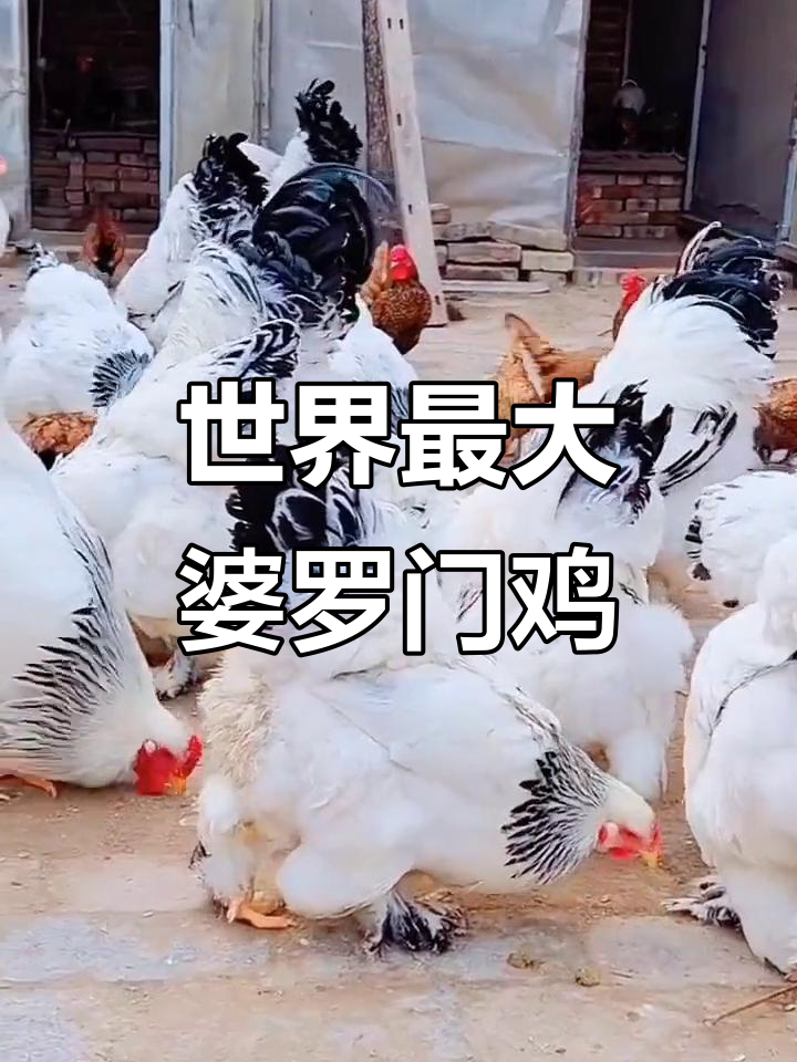 婆罗门鸡：体型巨大，羽毛艳丽，英姿飒爽的“房间鸡”