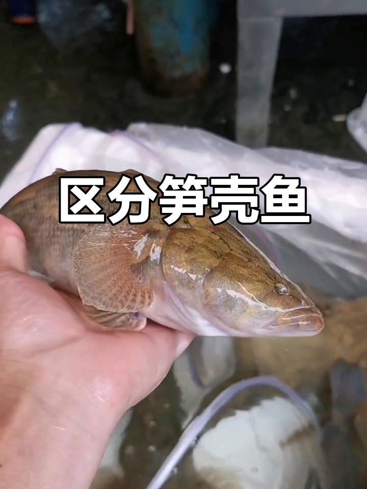 购买笋壳鱼时，分清泰国与杂交品种，价格差异巨大