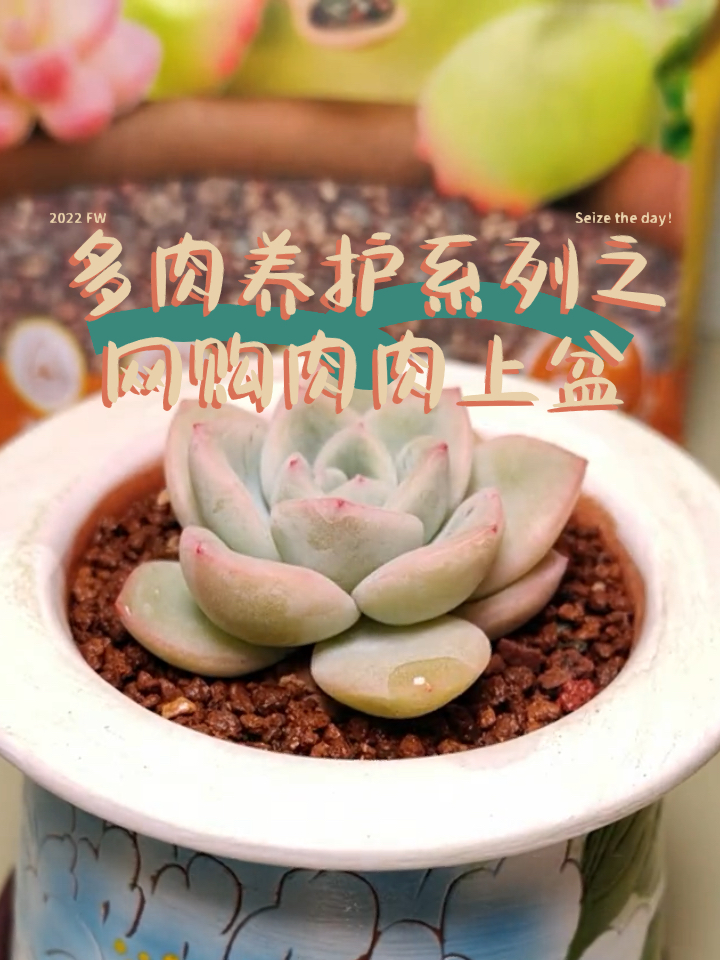 网购的多肉如何上盆?这个视频告诉你～