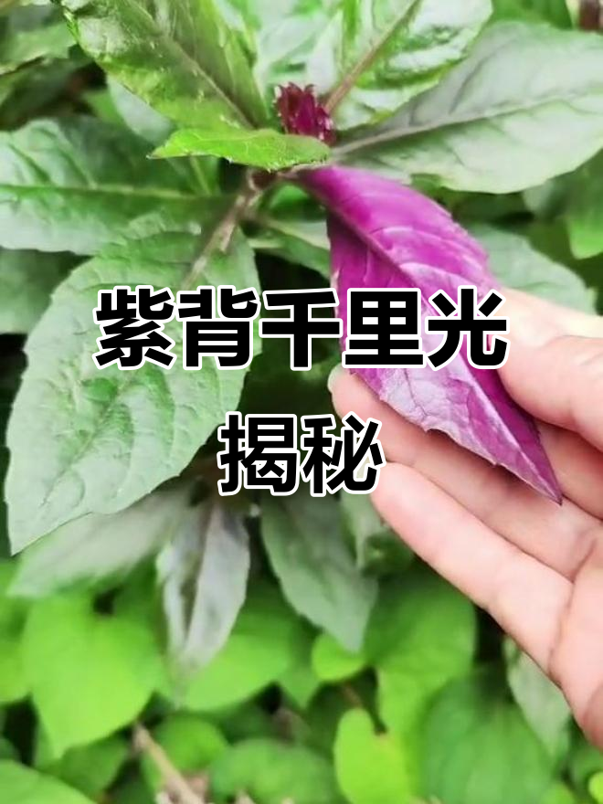 紫背天葵:既是蔬菜又是草药,你了解吗?