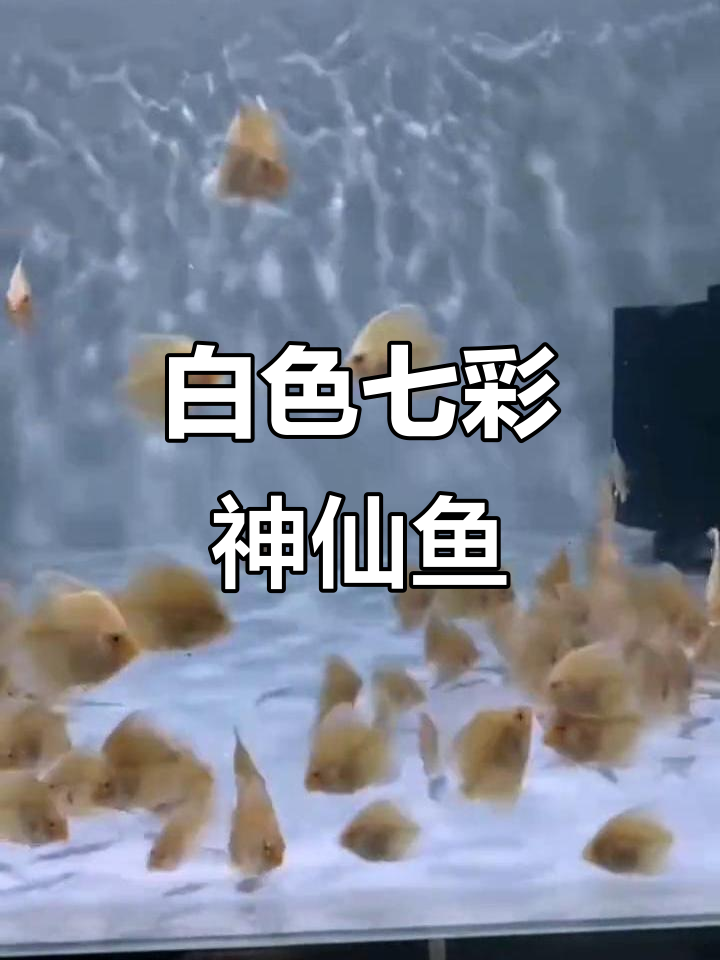 白化白金七彩神仙鱼,红眼无黑纱,美丽水族新宠