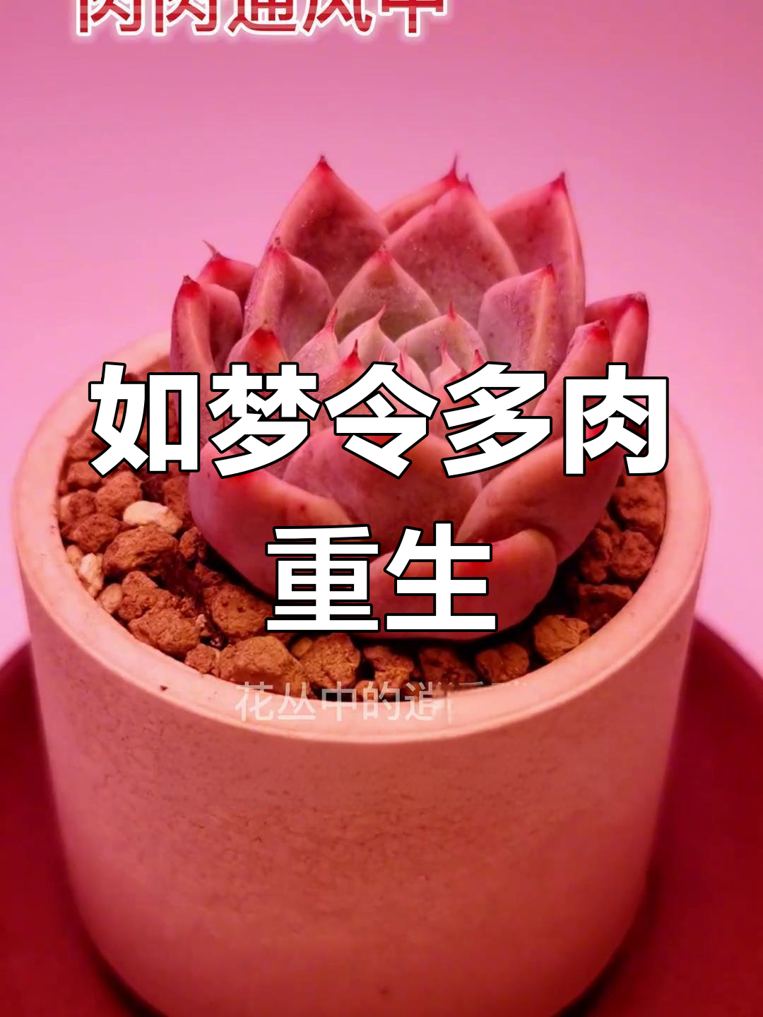 多肉如梦令,喝水后焕然一新