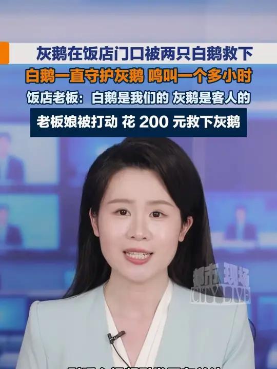 灰鹅在饭店门口被两只白鹅救下，白鹅一直守护灰鹅 鸣叫一个多小时，饭店老板娘被打动 花 20