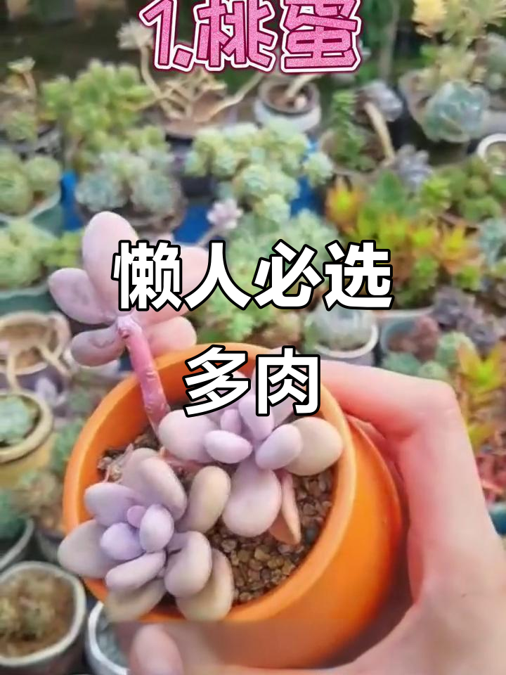 适合懒人养的多肉植物,轻松上手不费力