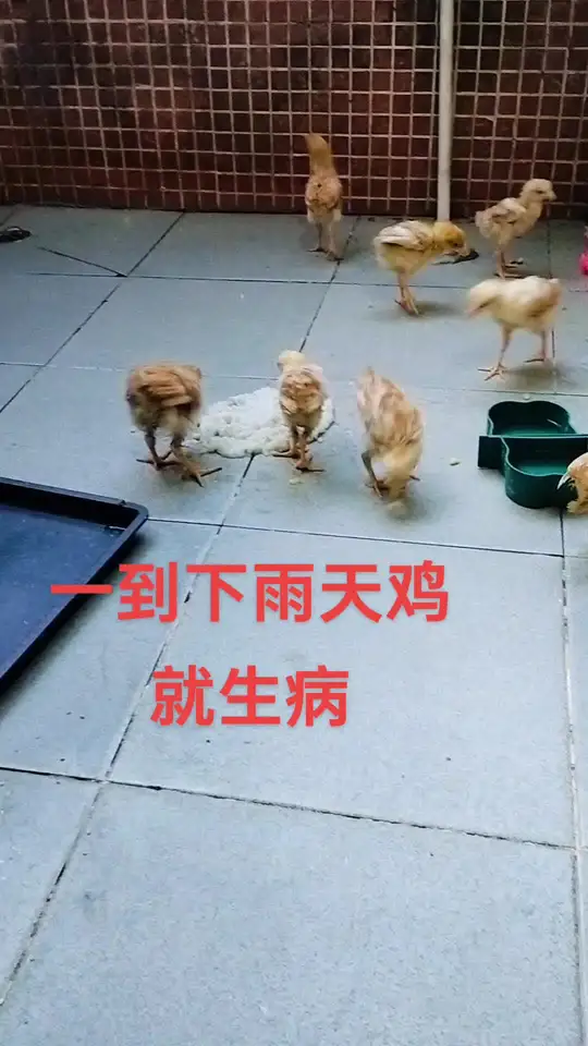 这批鸡苗养殖困难重重,究竟难在哪?