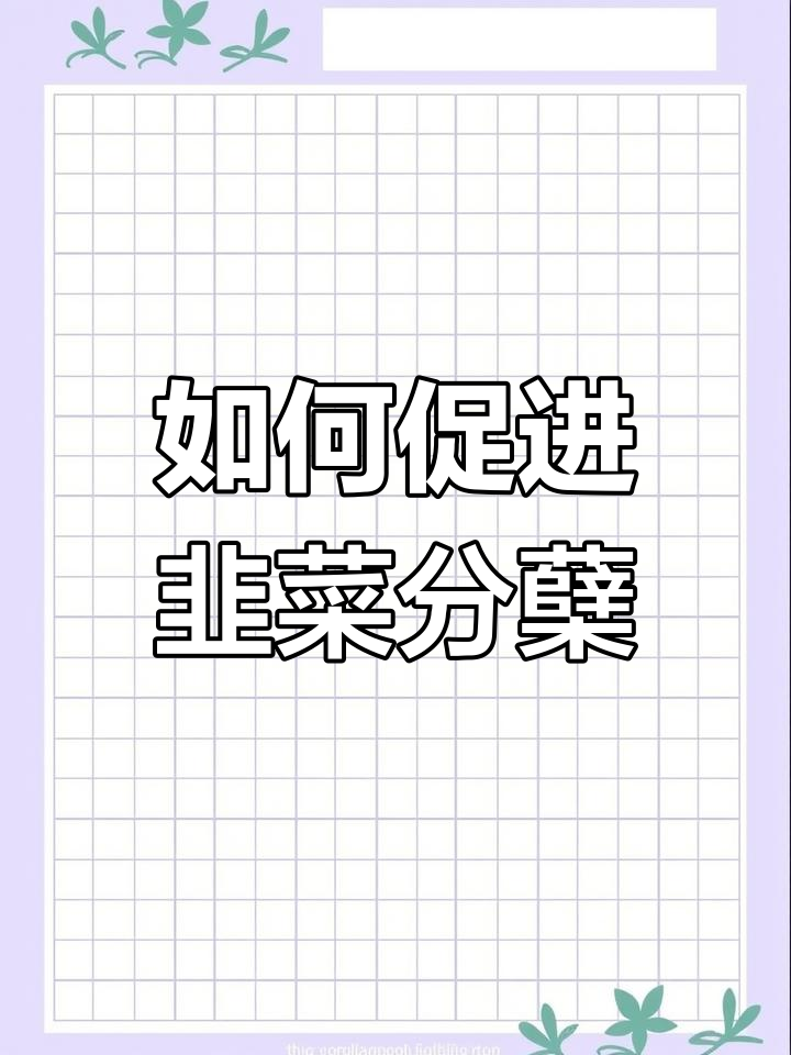 韭菜分蘖秘诀:春季秋季管理全攻略