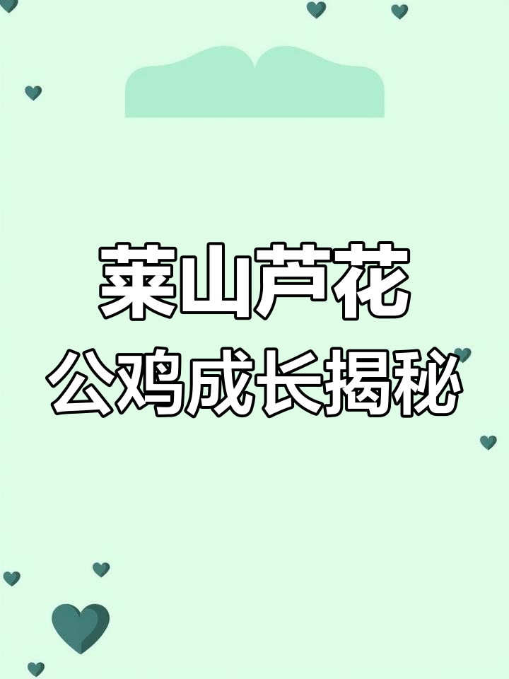 莱山区芦花公鸡能长多少斤?肉质鲜美,抗病力强