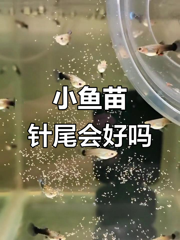 小鱼苗针尾能自愈?真相揭秘