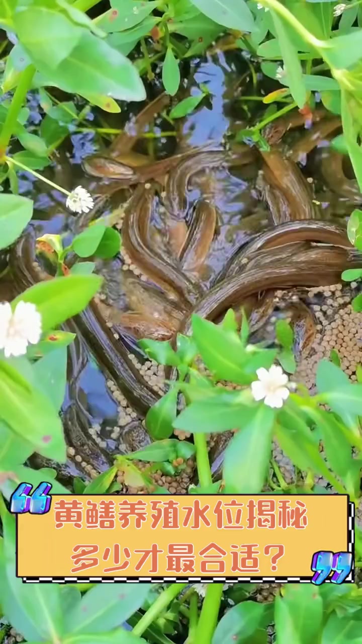 黄鳝养殖水位揭秘,多少才最合适?