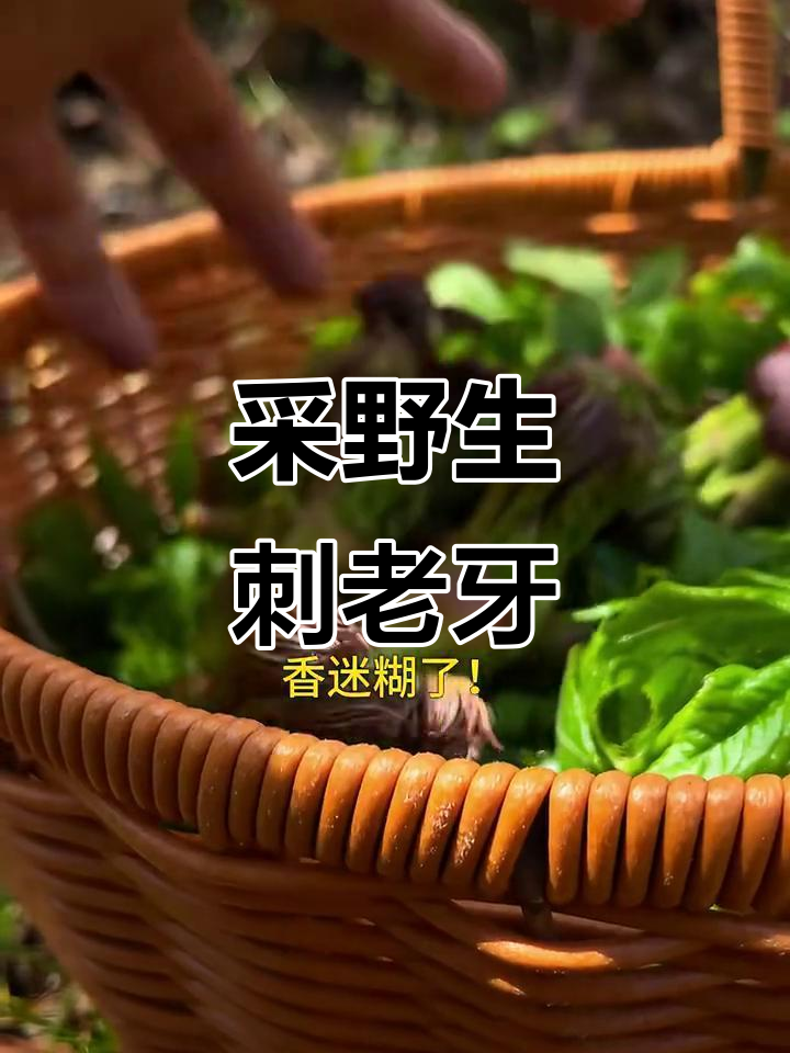 东北刺老牙大丰收,溪谷里掰不完的野菜之王
