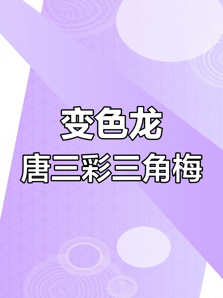 波妹变色龙唐三彩,同安红三角梅的美丽绽放