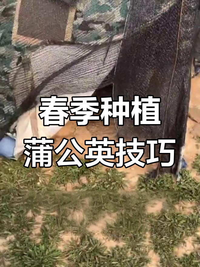 清明前后种蒲公英,保持土壤湿润才能快速出苗