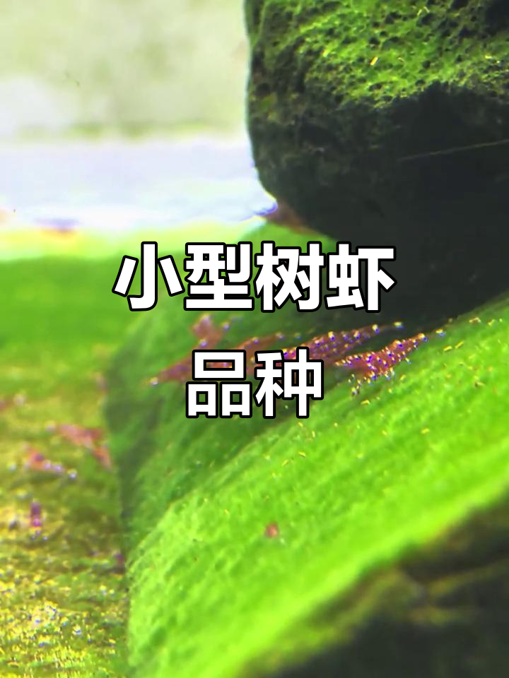 苏虾红水晶:小体型、易养,观赏性强