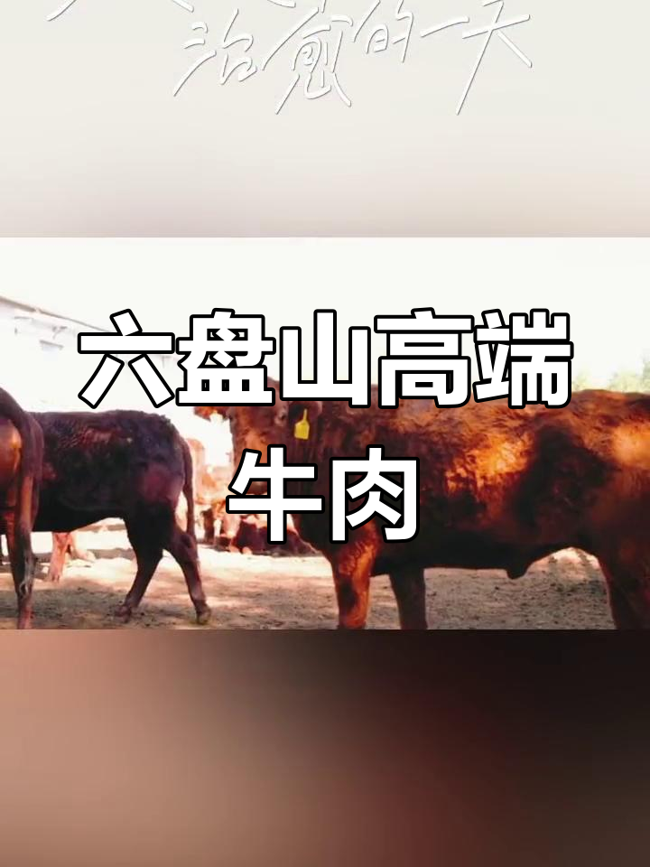 宁夏六盘山黄牛肉:天然养殖,肉质鲜美