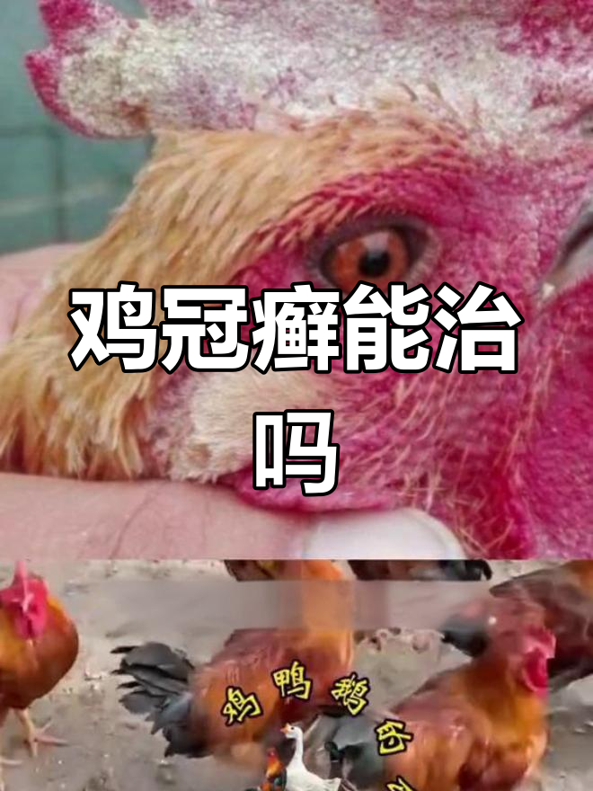 鸡冠癣不传染人,但会互相传播!如何防治?