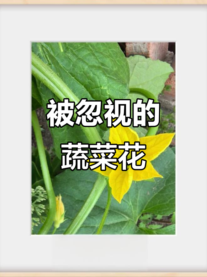 无人关注的蔬菜花，却一样美丽动人