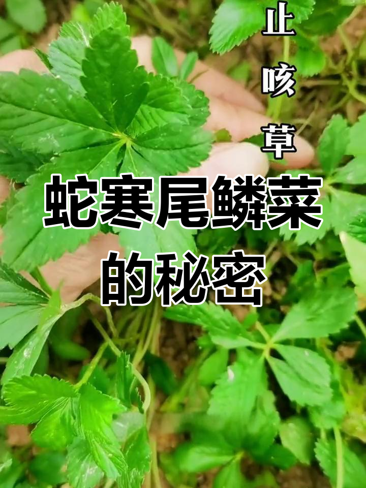 蛇含委陵菜:止咳草的别名与神奇功效