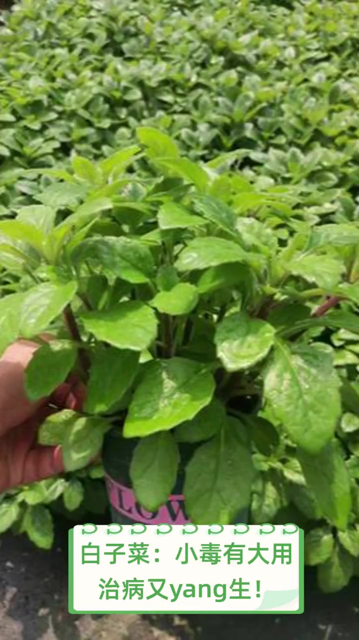 白子菜:小毒有大用,治病又yang生!