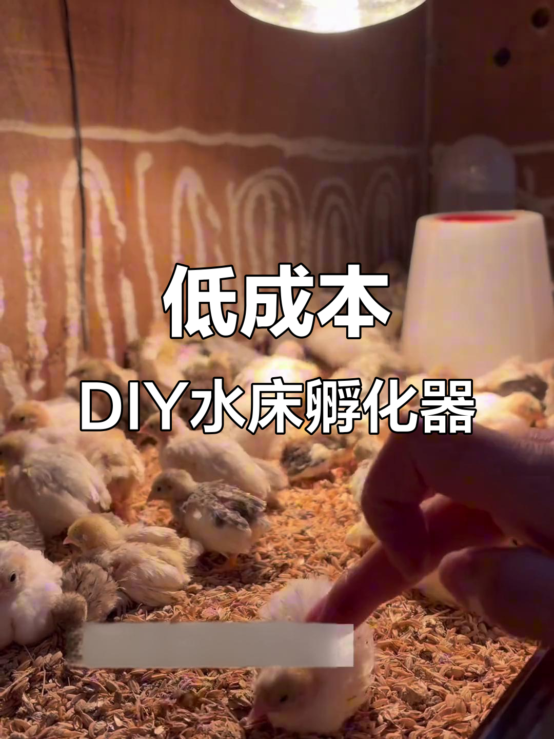 自制水床孵化器,成本不到20元!看我是怎么做的